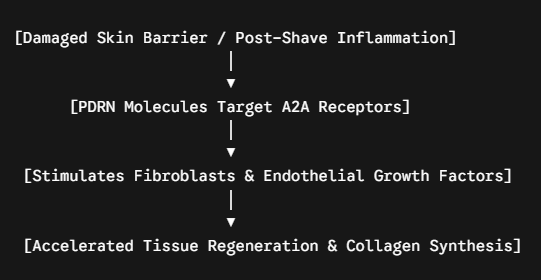 PDRN Serum for Men